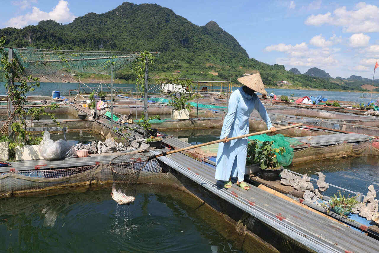 Gia dinh ong Bui Van Hoi voi 35 long ca tren ho Hoa Binh, hien gap kho khan trong tieu thu san pham. Anh: Yen San