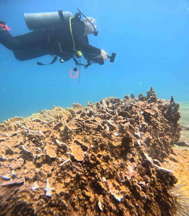 Signes de poisson mort et de recifs coralliens casses a Hon Bac sur la cote de Khanh Hoa. Photo : Quang Huy