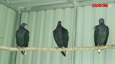 Rare Nicoba Pumpkin in Con Dao National Park