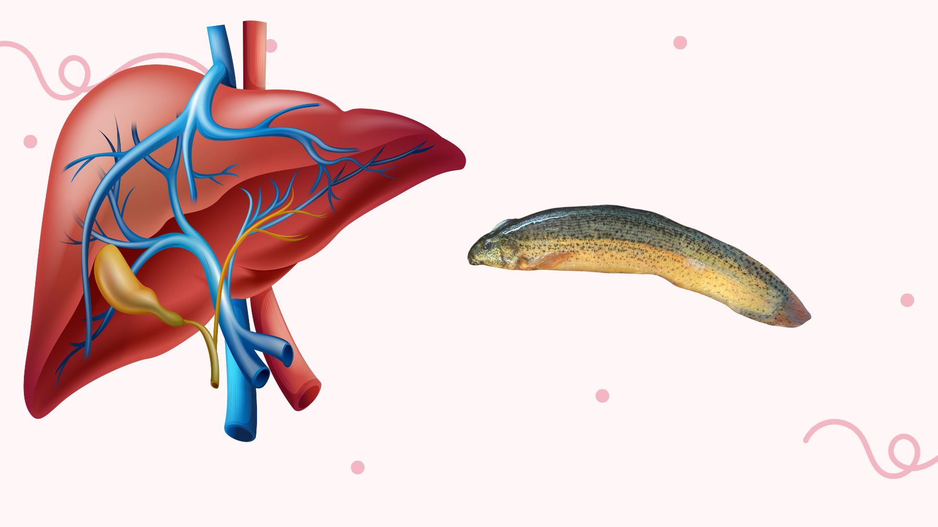Lard contains zinc, selenium, calcium and many minerals that are good for liver function. Graphic photo: Dinh Son