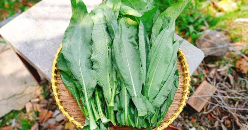 Dandelion leaves help detoxify the liver quickly. Photo: Hoang Loc