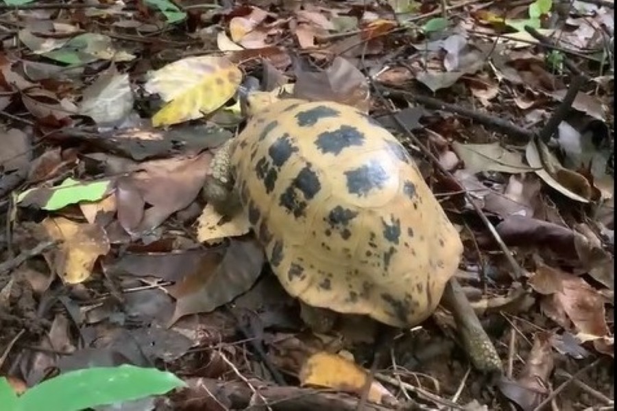 황금산거북이 꼰다오 국립공원에서 자연 환경으로 방생되었습니다. 사진: VQG CD