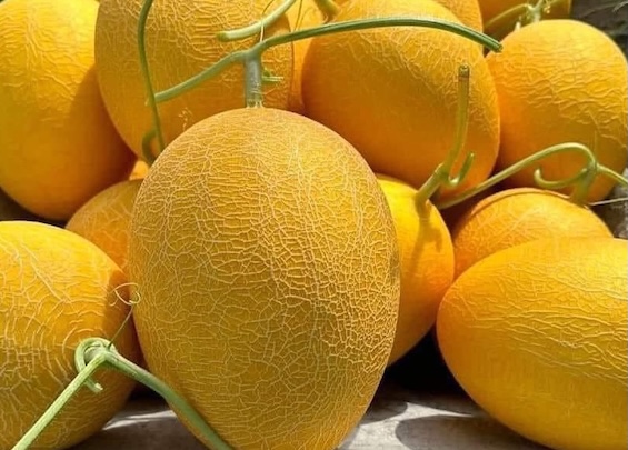 Eating melon properly will be good for kidney health. Photo: Kieu Vu