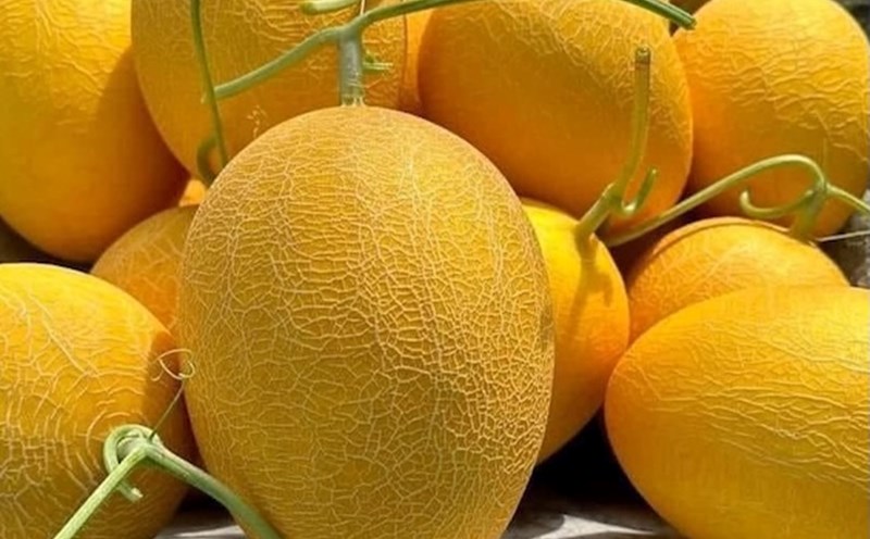 Eating melon properly will be good for kidney health. Photo: Kieu Vu