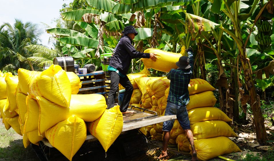 The Prime Minister requested the quick implementation of value-added tax refunds to facilitate rice export business. Photo: Phuong Anh