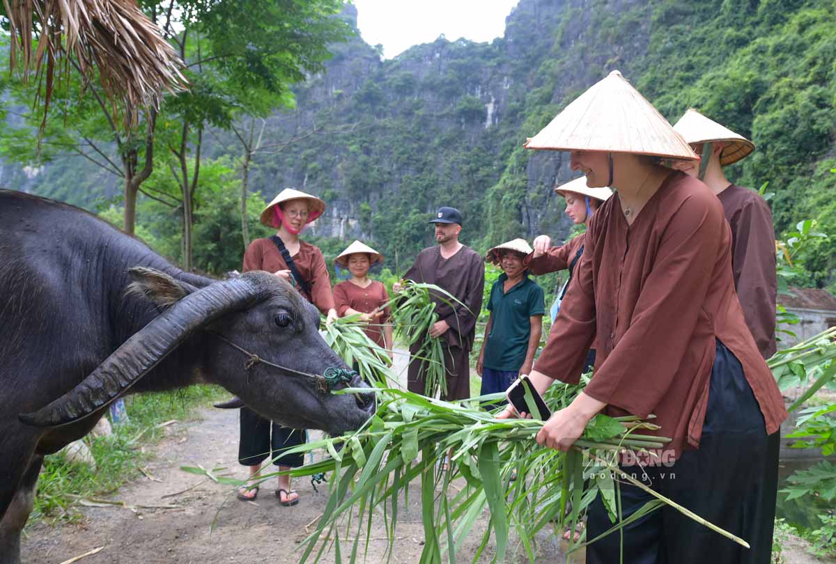 Foreign visitors enjoy feeding buffaloes with grass. Photo: Ha Vi