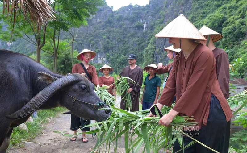 Foreign visitors enjoy feeding buffaloes with grass. Photo: Ha Vi