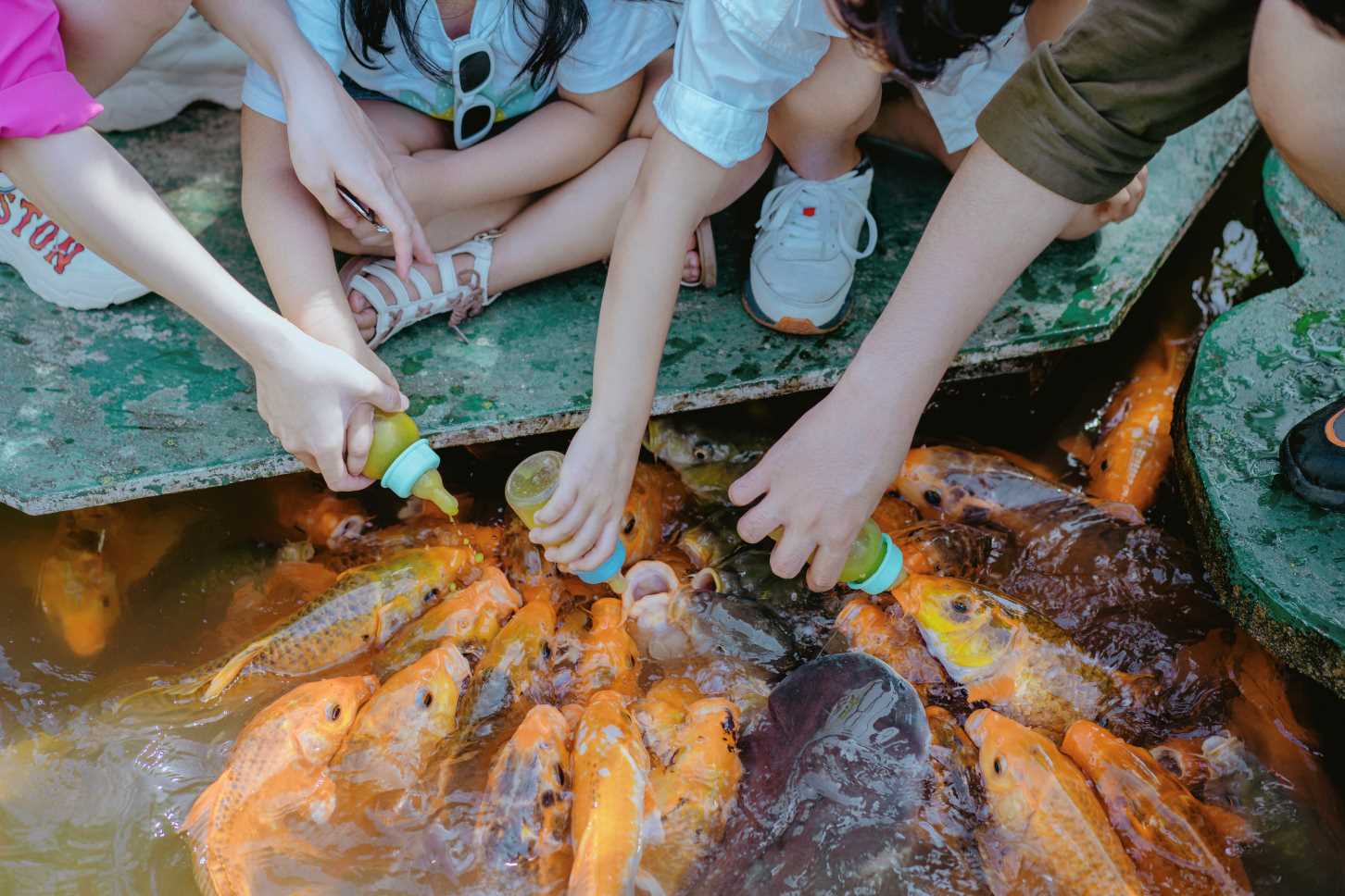 Trải nghiệm cho cá bú bình ở Công viên Du lịch Yang Bay. Ảnh: Kiều Hương