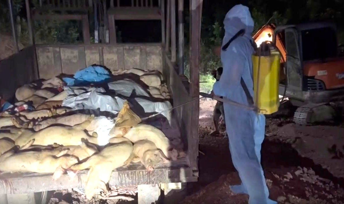 Detruire un troupeau de porcs a cause d'une epidemie. Photo : Minh Anh