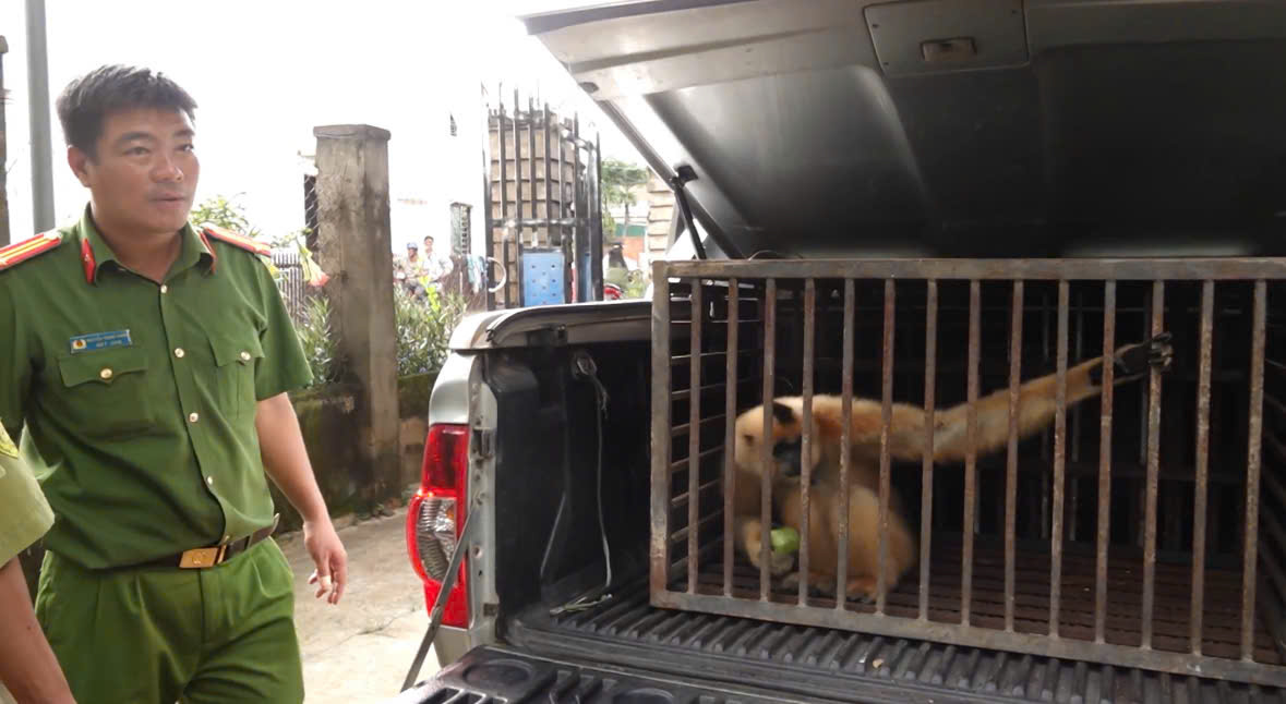 The authorities received the rare golden elephant ear given by the people. Photo: Provided by the police