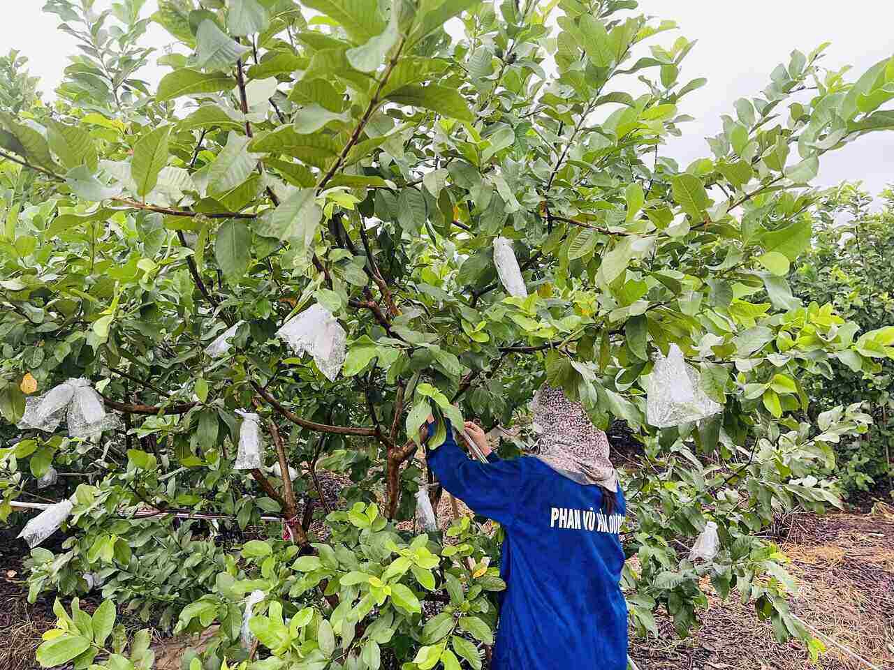 Les habitants du village de Bung Dua commune de Lai Khe (ville de Hai Phong) luttent contre les arbres pour limiter les vents et les tempetes. Photo : Mai Huong