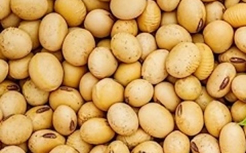 One of the best sources of plant protein to help reduce blood sugar is soybeans. Photo: Kieu Vu