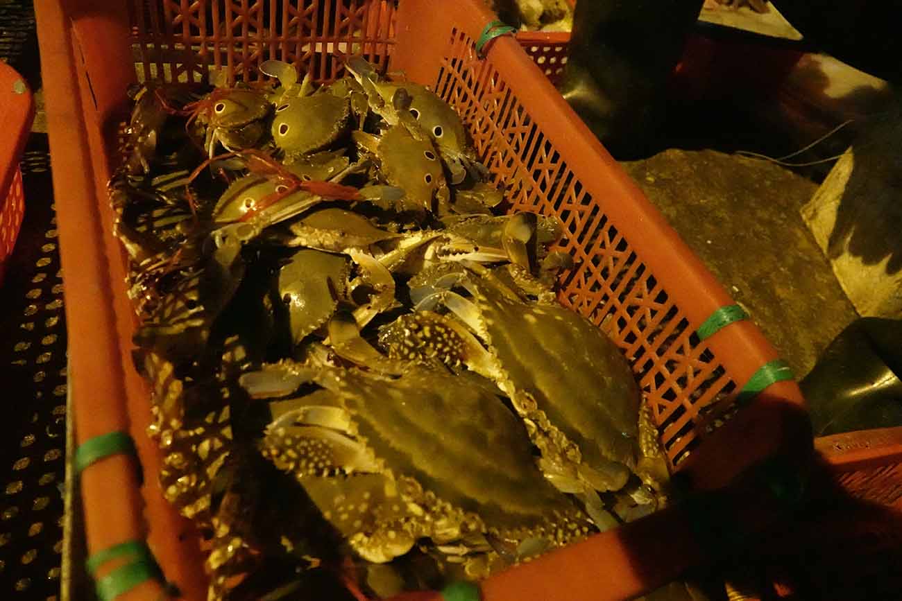 Ghe duoc ban tai cang. Anh: Tran Tuan.