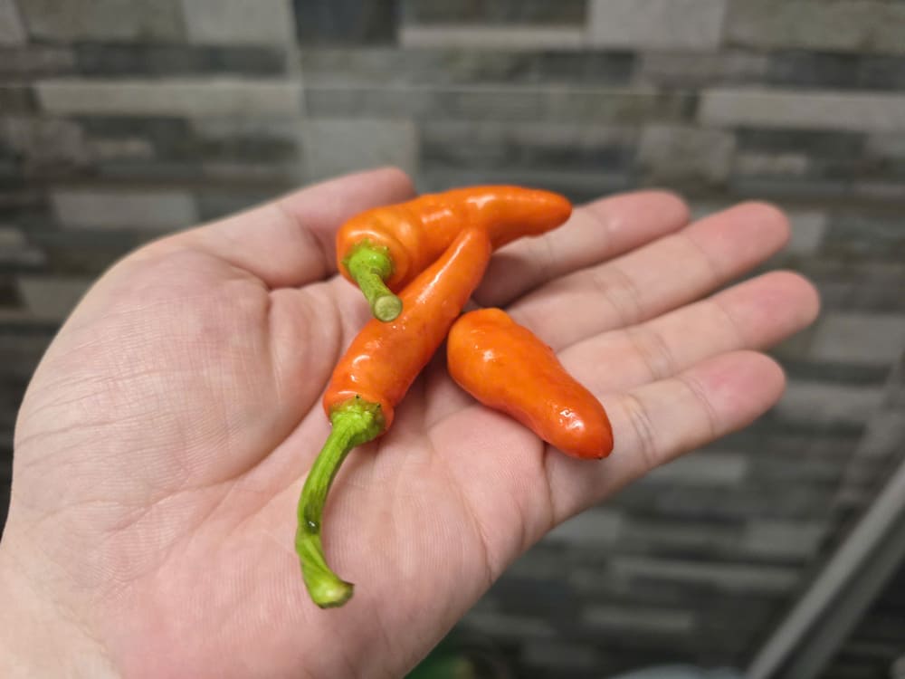 Eating spicy food properly will bring many benefits to gym practitioners. Photo: Tuan Dat