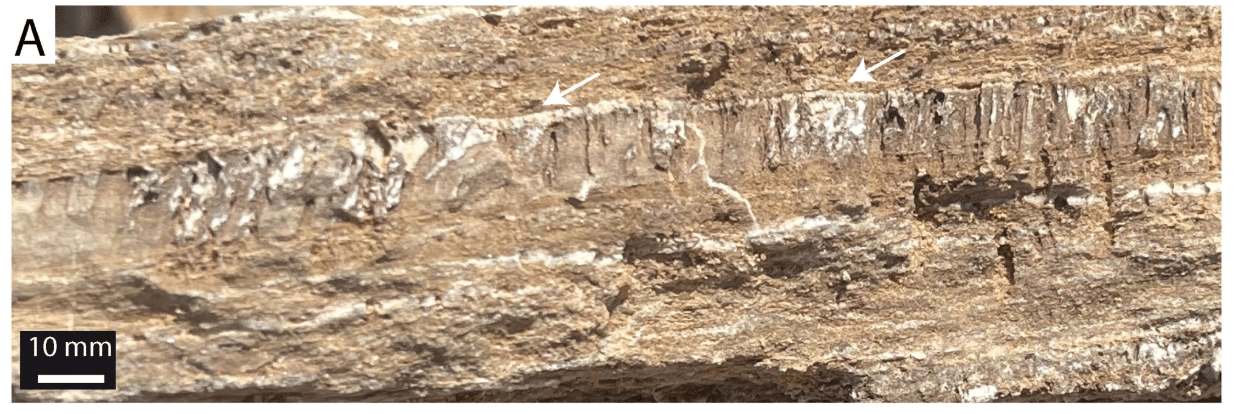 Canh quan sa mac Namibia. O phia truoc la 3 lop da cam thach, trong do co the nhin thay cac dai hang nho (mui ten trang). Anh: Geomicrobiology Journal