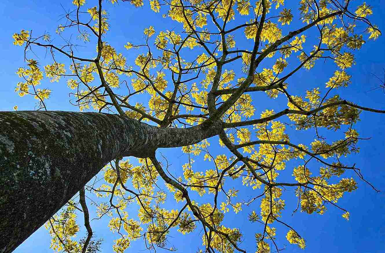 Mot cay phuong vang dang no ro tai Tu vien Bat Nha (phuong 2 Bao Loc). Anh: Phi Long 