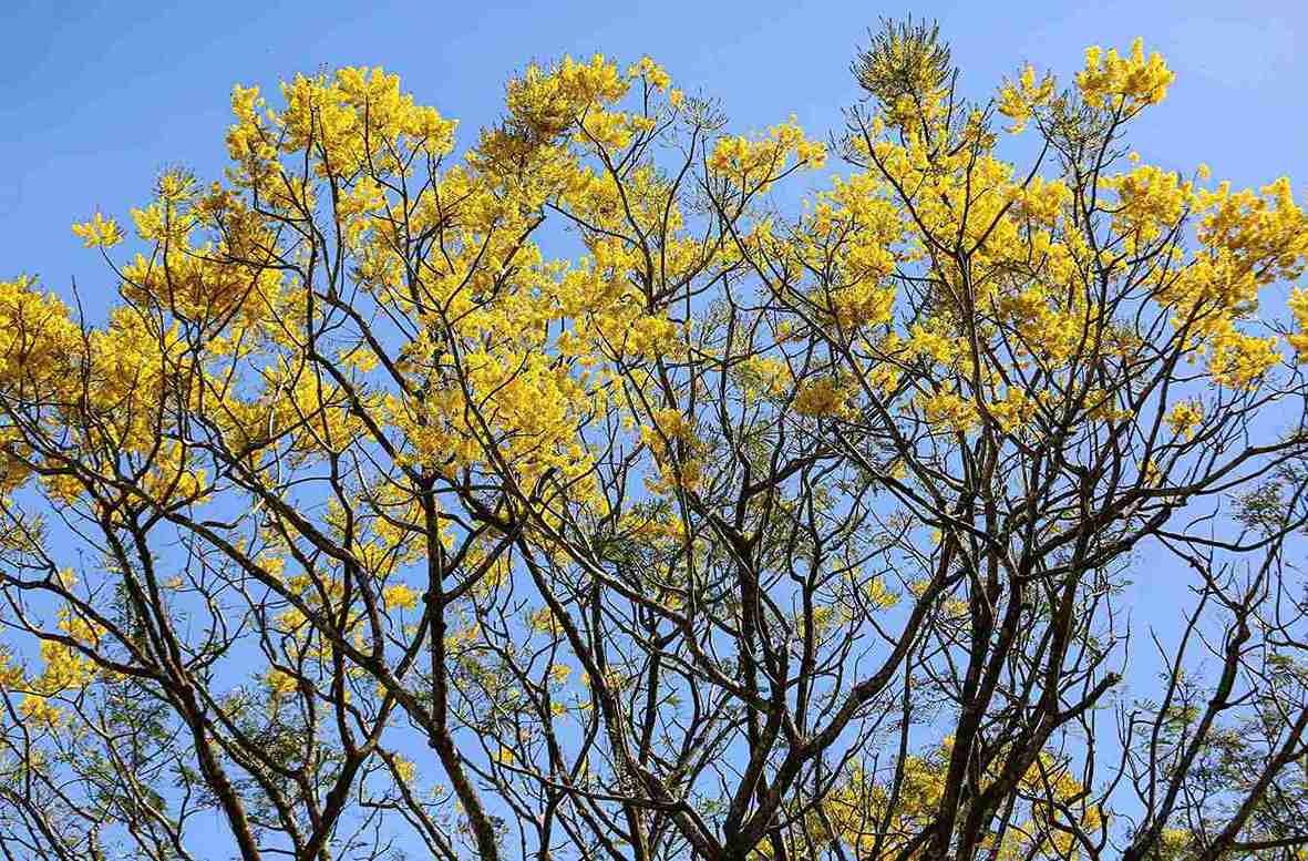 Truoc khi bung nu, phuong vang thuong trut het la chi con lai sac hoa dep ong anh. Anh: Phi Long 