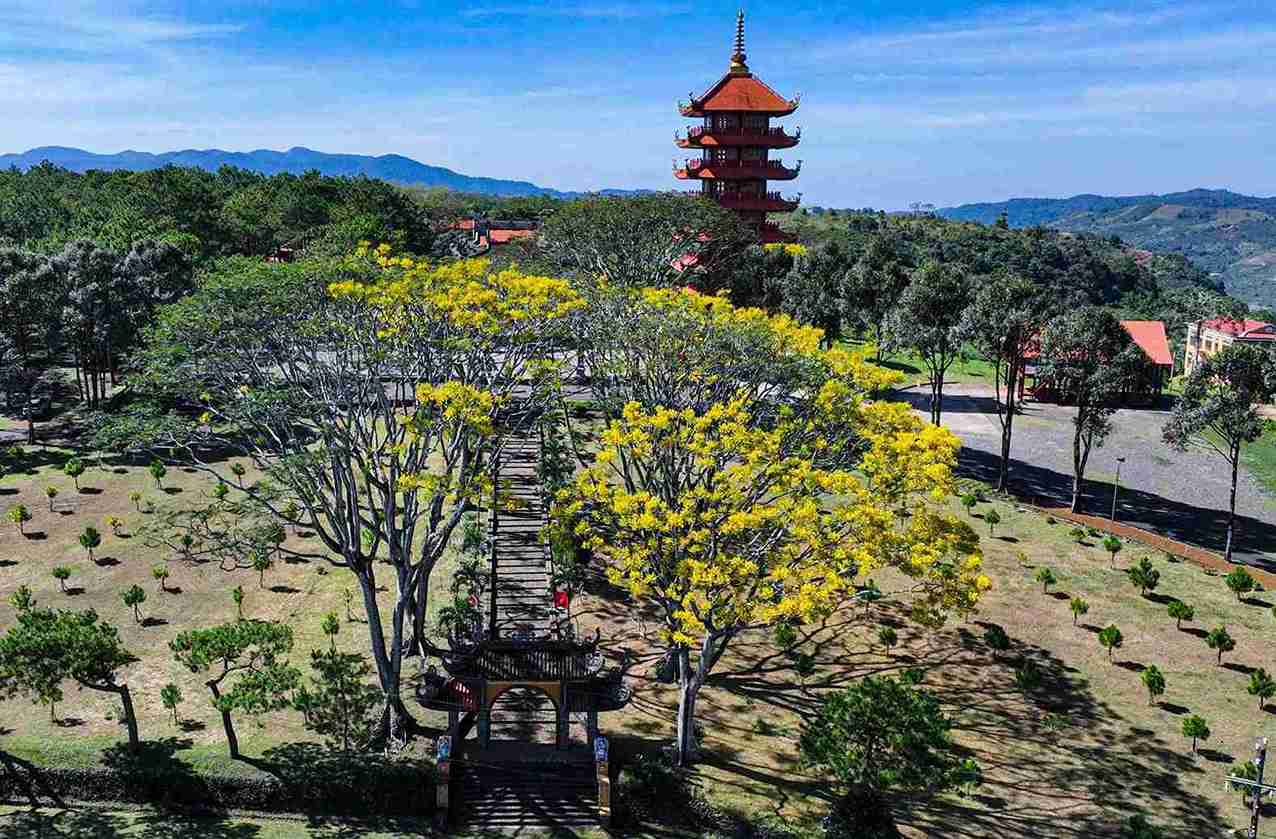 Phuong vang khoe sac tai Tu vien Bat Nha (phuong 2 Bao Loc) dung vao dip nghi Tet Duong lich 2026. Anh: Phi Long 