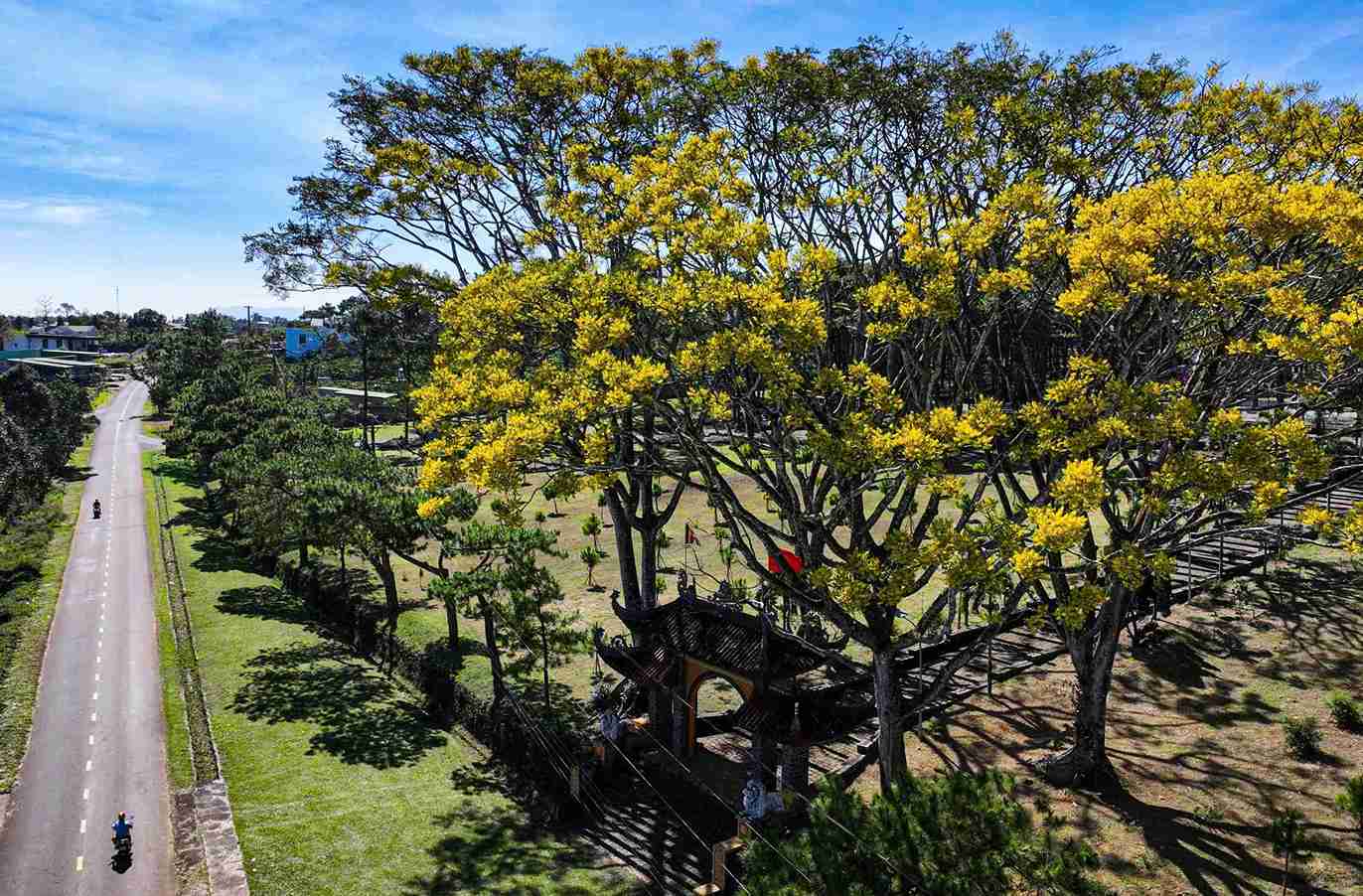 Phuong vang thuong bung nu khoe sac keo dai khoang 1 thang. Anh: Phuc Khanh 
