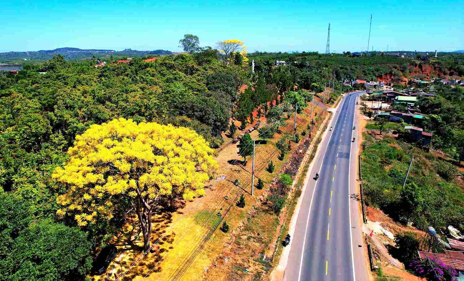 B'Lao 지역에서 2026년 새해를 맞이하는 노란 봉황꽃. 사진: Phuc Khanh