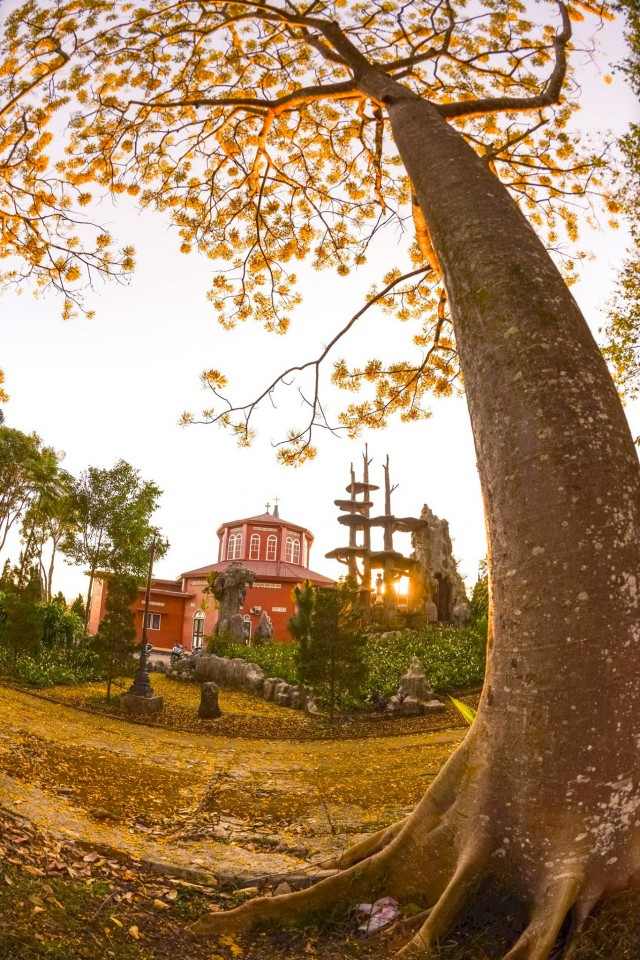 Hoa phuong vang tao nen net rieng dac biet cho vung dat B'Lao (Bao Loc) dip dau nam moi. Anh: Phuc Khanh 