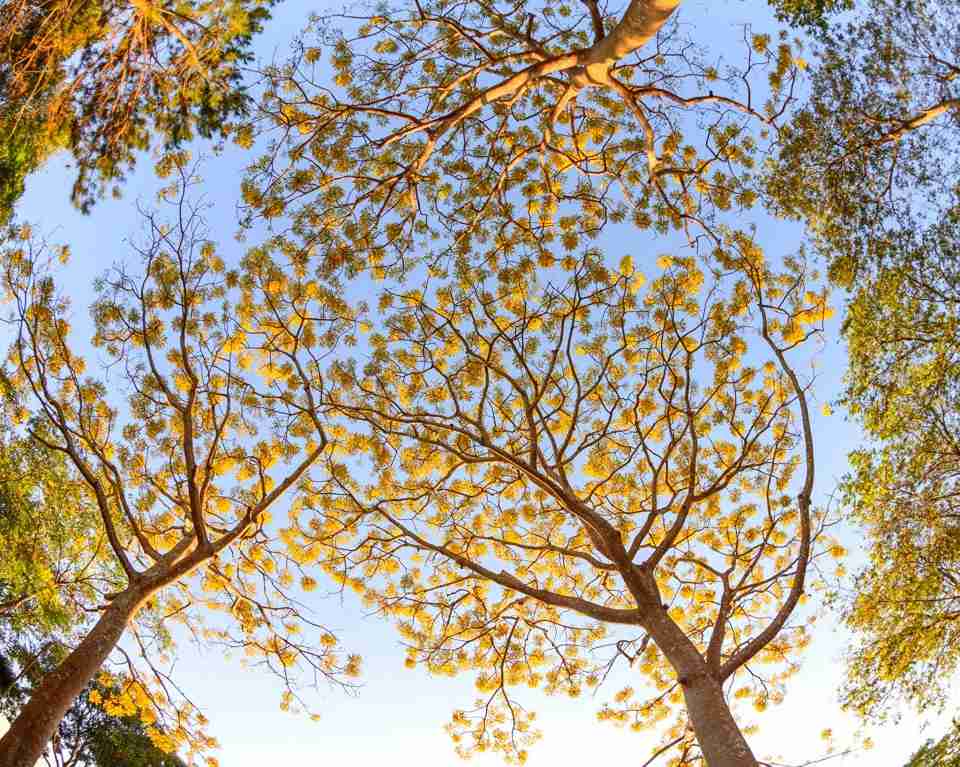 Anh nang dau nam moi cang lam cho phuong vang tro nen ruc ro. Anh: Phuc Khanh 