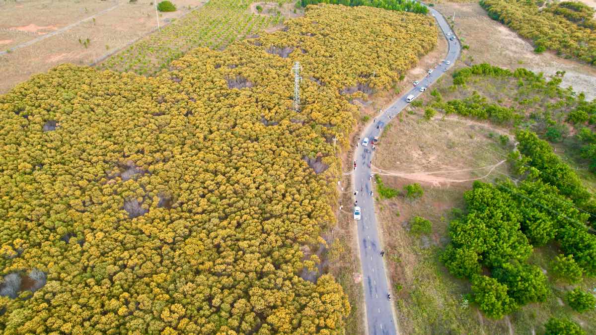 Golden melaleuca forest attracts tourists