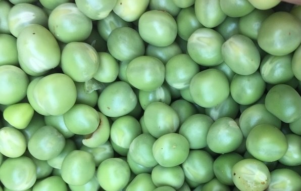 Frozen Dutch beans and things consumers need to know. Photo: Kieu Vu