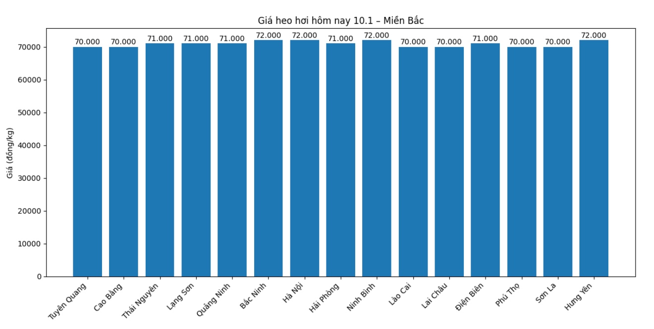 Gia heo hoi hom nay 10.1 tai khu vuc mien Bac. Do hoa: Phuong Anh