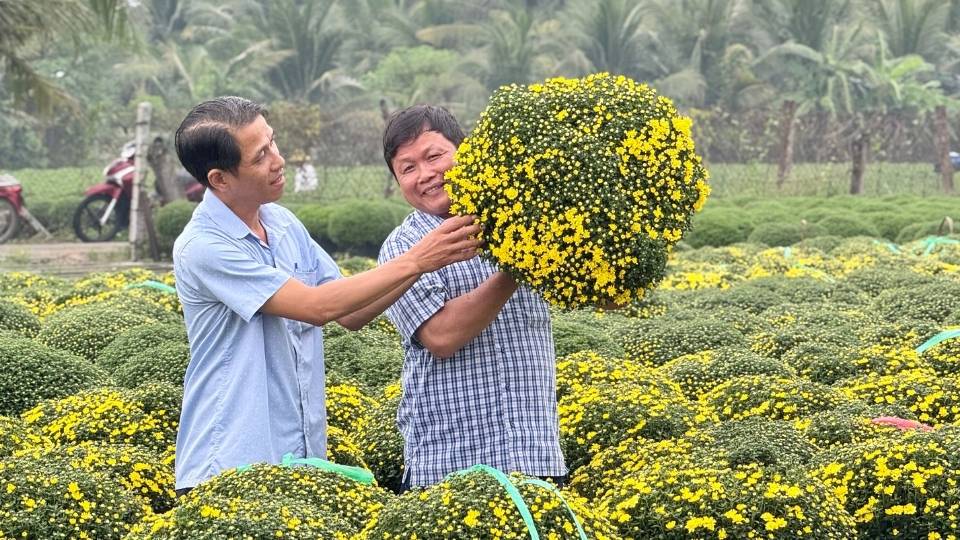 Cuc mam xoi duoc phan loai ky, gia ban tang khoang 5% so nam truoc. Anh: Hoang Loc