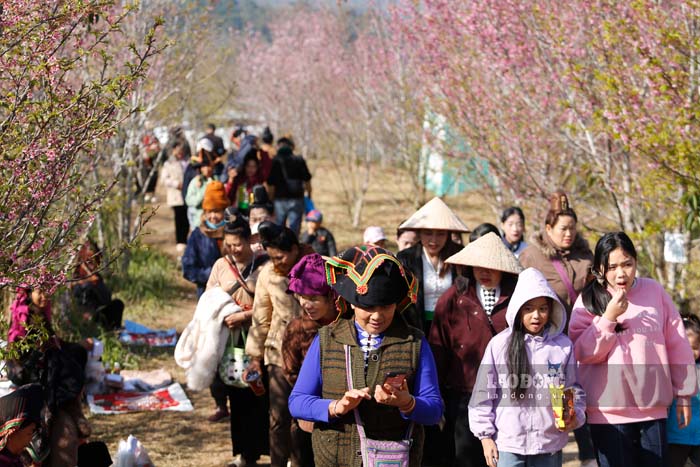 People jostle to check-in in the cherry blossom garden in Muong Phang commune, Dien Bien. Photo: Quang Dat