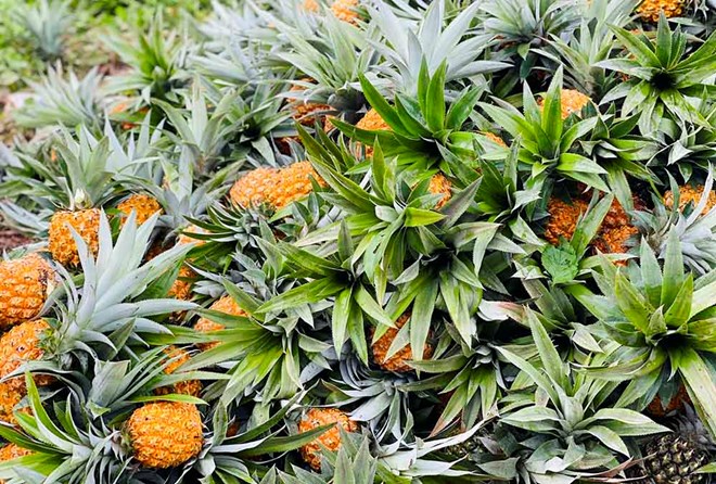 Thoi diem va cach an dua co anh huong dang ke den nguy co trao nguoc axit, dac biet o nhung nguoi co he tieu hoa nhay cam. Anh: Thanh Dat