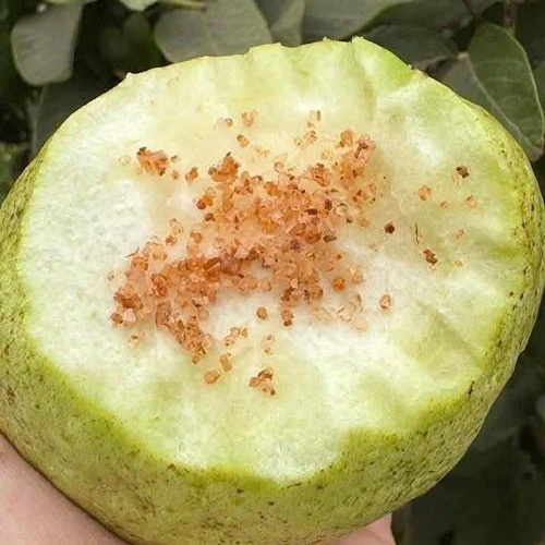 Eating guava in winter brings many health benefits. Photo: Quang Minh.