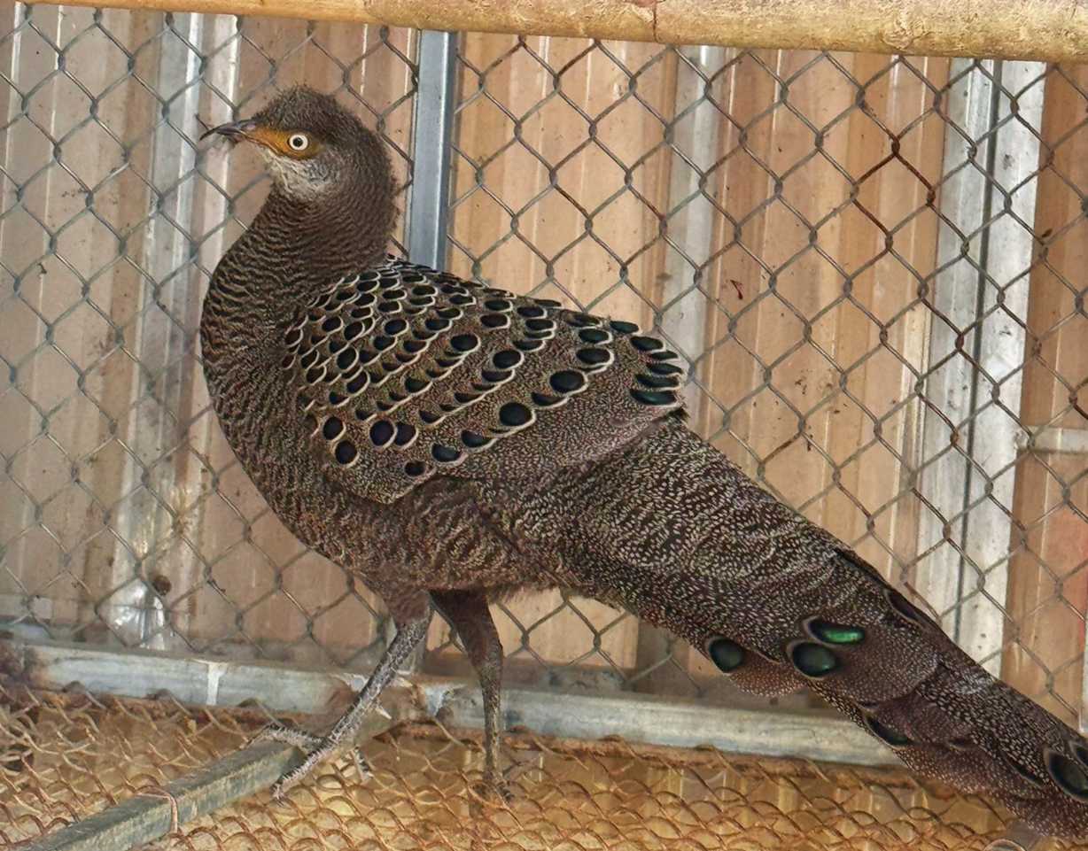 Ga tien mat vang la loai dong vat rung nguy cap, quy hiem thuoc Nhom IB. Anh: Ngoc Anh