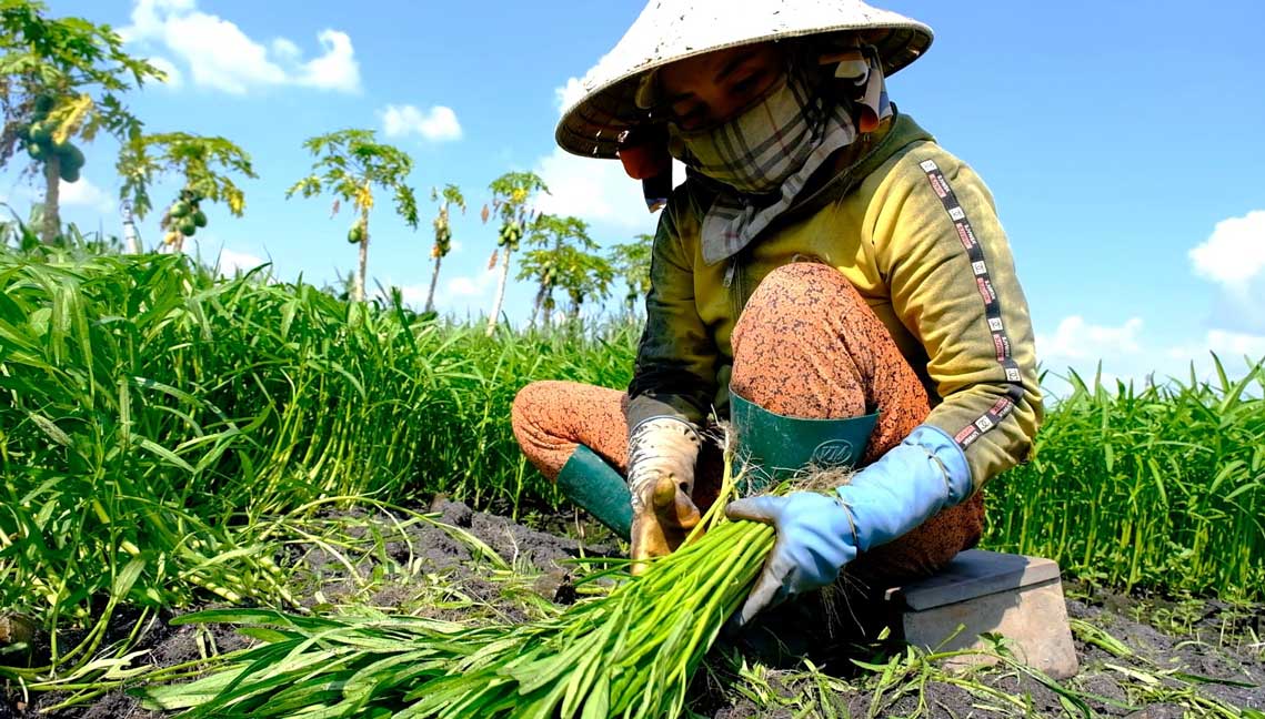 Cac loai rau mau dang phat trien on dinh. Anh: Han Nghien