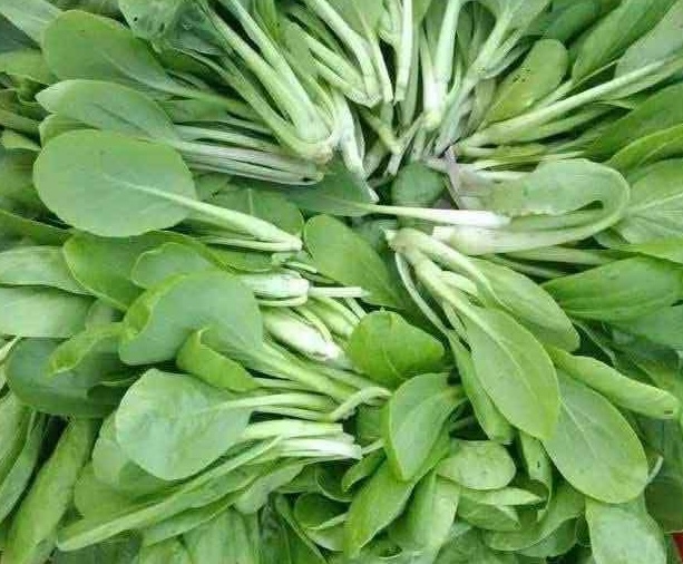 Supplementing iron with bok choy is the right choice because it is easy to find and cheap. Photo: Kieu Vu
