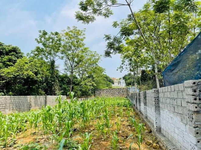 Land plot prices increased sharply, some areas with low land prices increased by 20-100%. Photo: Thu Giang