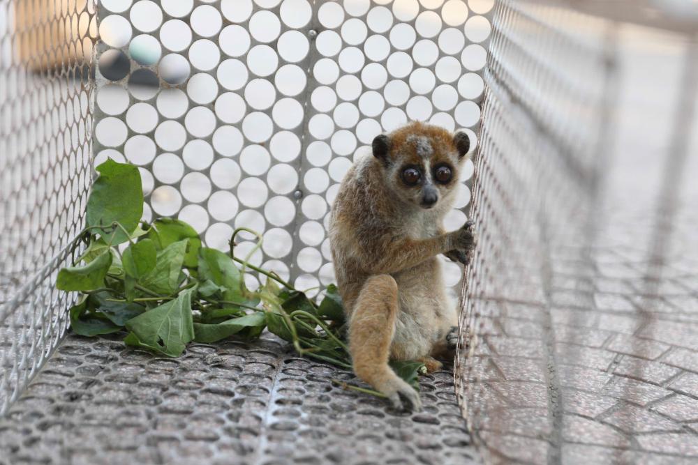 The rare culi that Mr. Lam handed over to release into the wild. Photo: Ha Tinh Police.