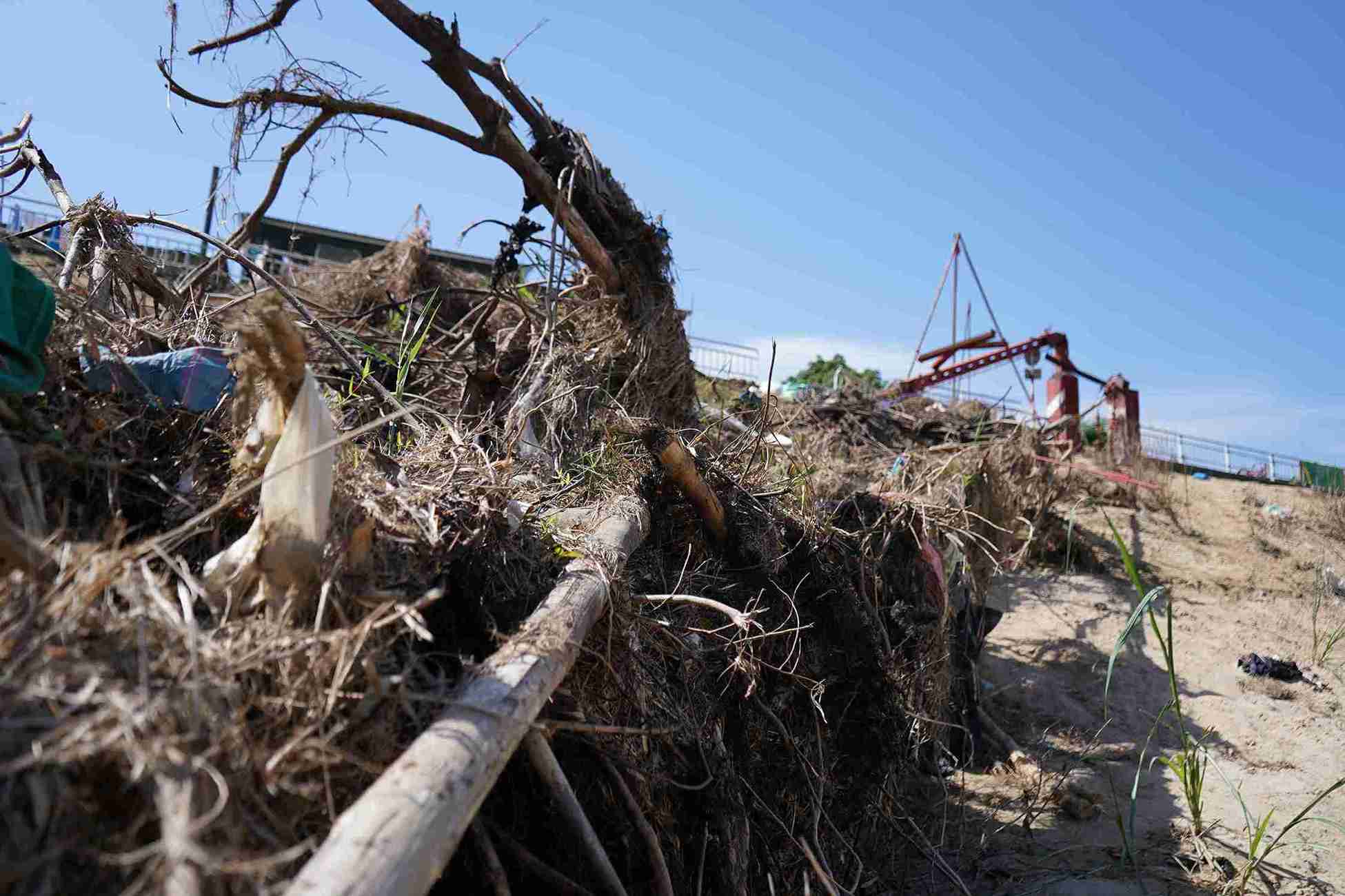 Cay kho, co rac mac lai tren day cap. Anh: Huu Long