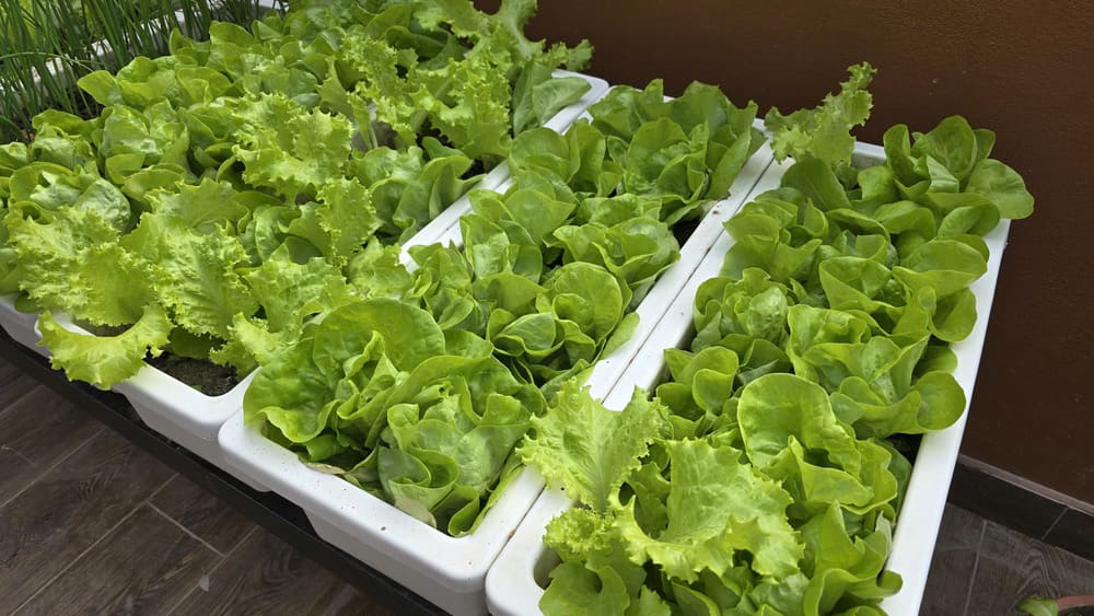 Leek is one of the vegetables that is easy to grow in cold winter. Photo: Tuan Dat