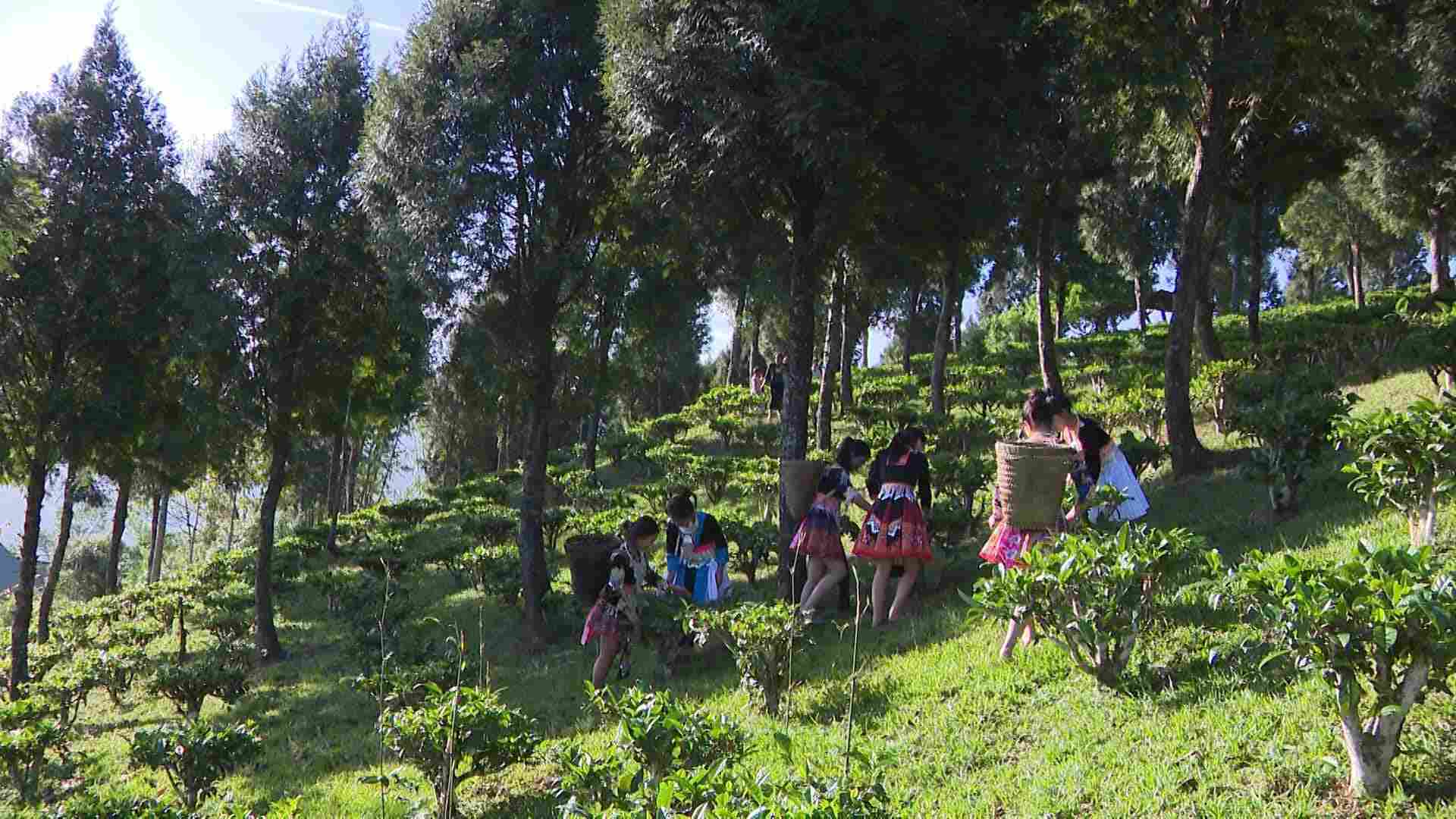 2025年、ゲアン省は少数民族および山岳地帯の14,090人(省全体の28.75%を占める)の雇用を創出しました。写真:ゴック・アイン