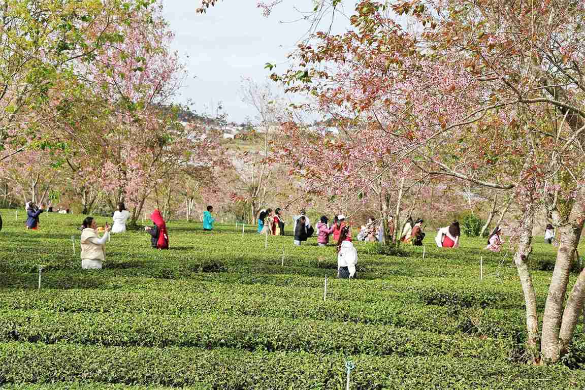 Nguoi dan, du khach dam minh trong khong gian lang man khi Doi che Cau Dat dang no ro mai anh dao. Anh: Phuc Khanh 