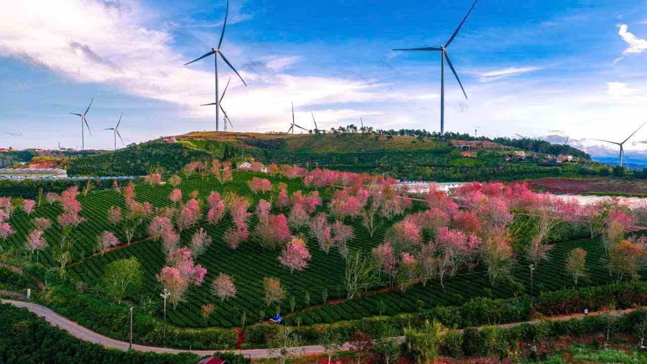 Brilliant cherry blossoms on the over 100-year-old tea region in Lam Dong. Photo: Phuc Khanh