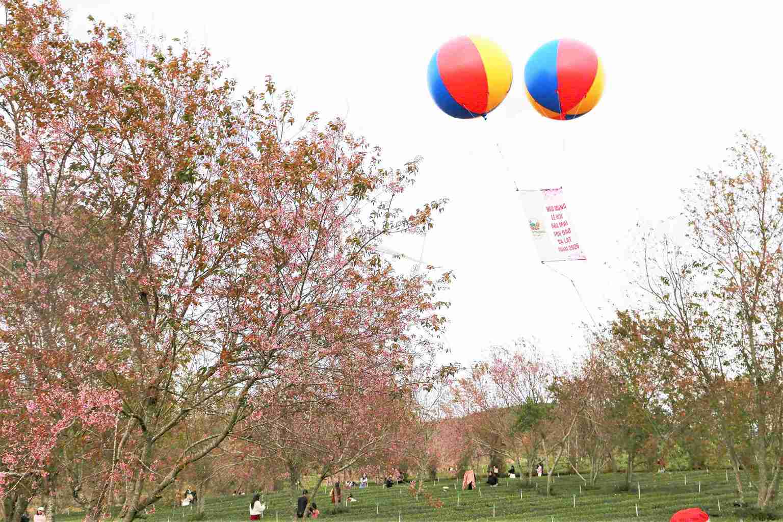 Doi che Cau Dat co lich su hinh thanh hon 1 the ky dang duoc phu kin boi sac mai anh dao. Anh: Phuc Khanh 