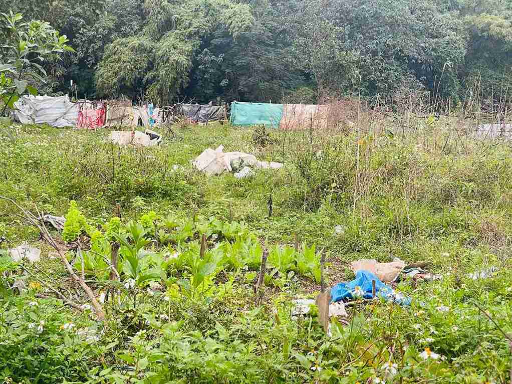 Một số khu vực ven hồ An Vũ bị người dân tận dụng trồng rau trong thời gian dài. Ảnh: Mai Hương