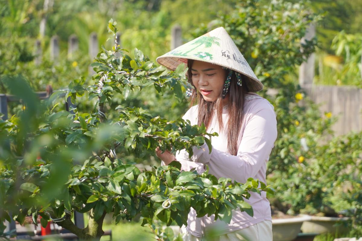 Chi Cao Thi Thuy Trang kiem tra lai nhung cay mai truoc khi quay video va livetream. Anh: Ta Quang