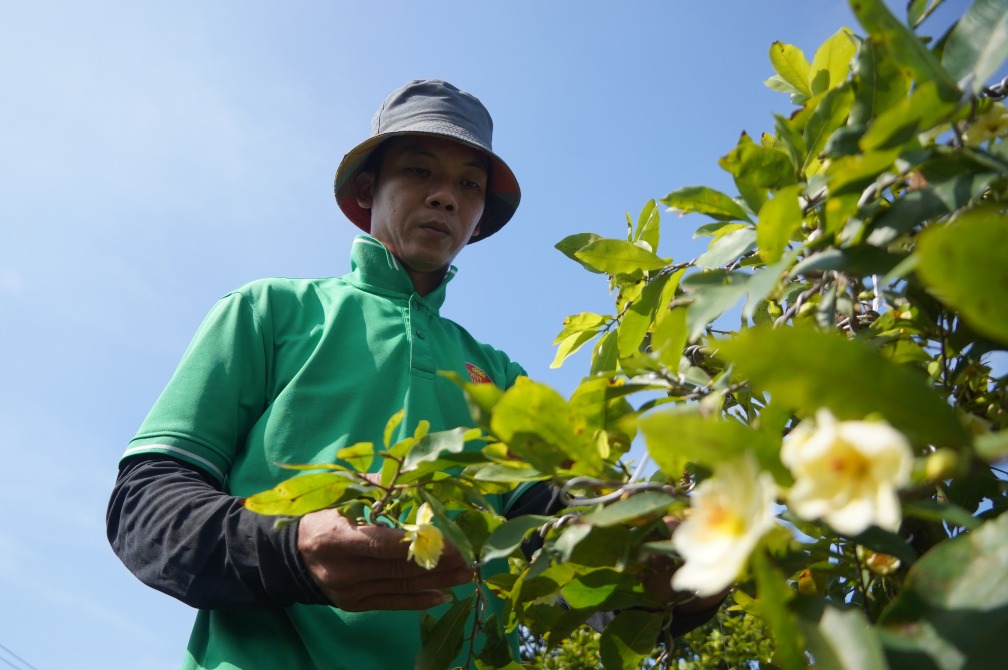 Khu vuon rong khoang 2.500 m2 voi hon 2.000 goc mai lon nho, tao viec lam thuong xuyen cho nhieu lao dong. Anh: Ta Quang