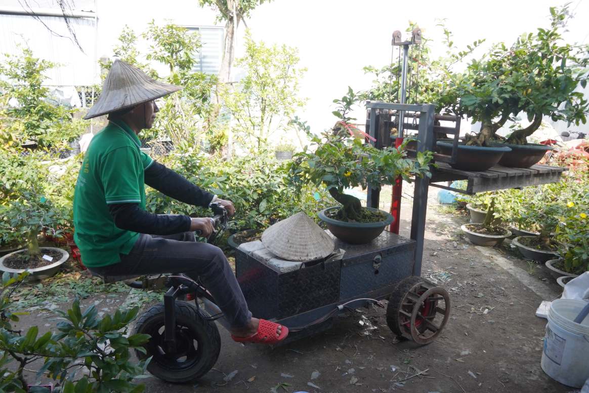 Nhung cay mai chuan bi duoc dong thung van chuyen cho khach hang. Anh: Ta Quang