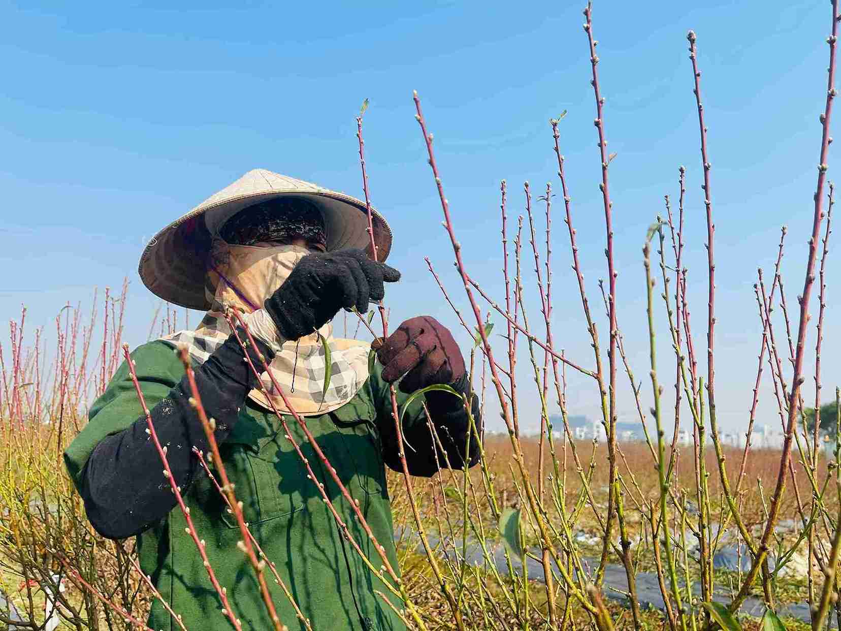Farmers in Tan Hung, Hai Phong City are busy preparing to dig for the Lunar New Year. Photo: Mai Huong