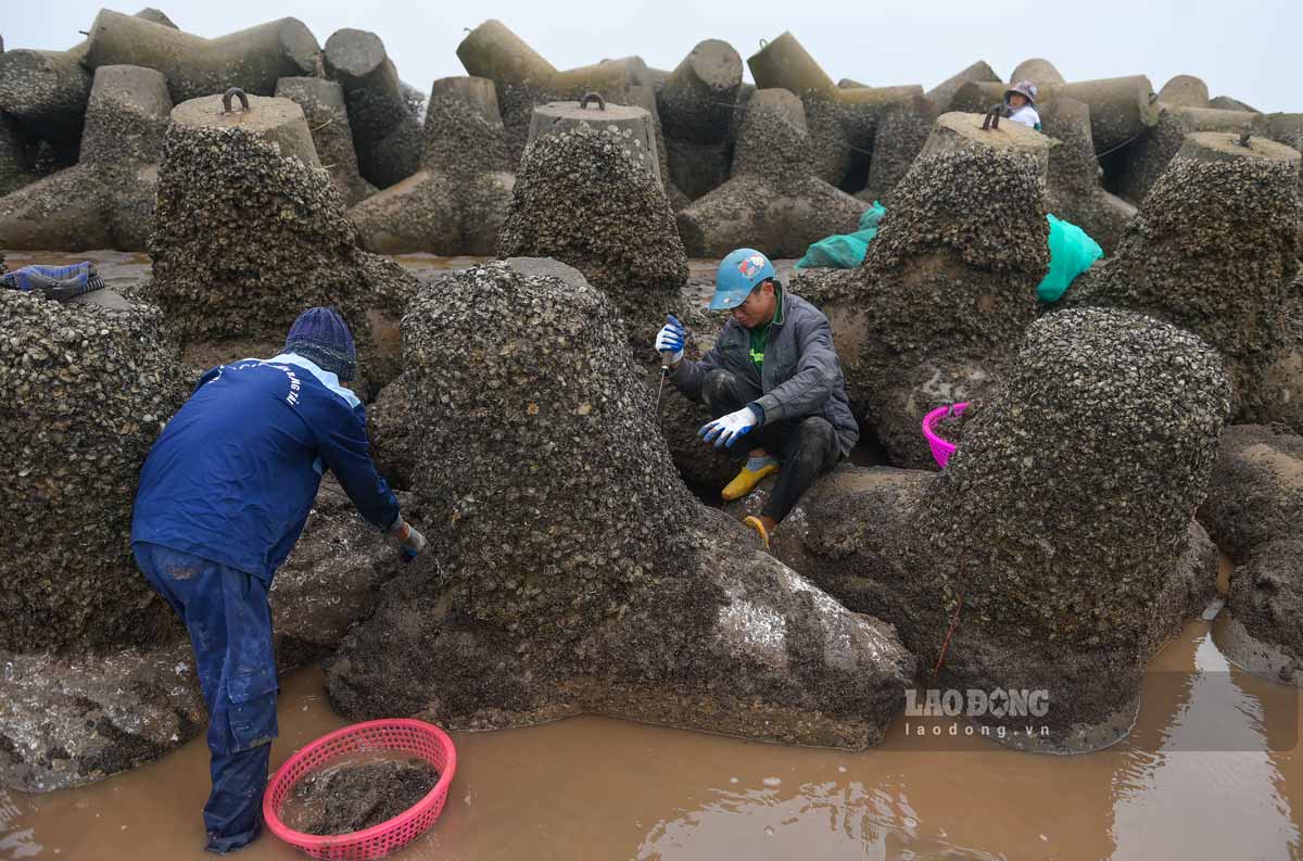In the last months of the year, people go to sea to dig sardines to earn income. Photo: Ha Vi